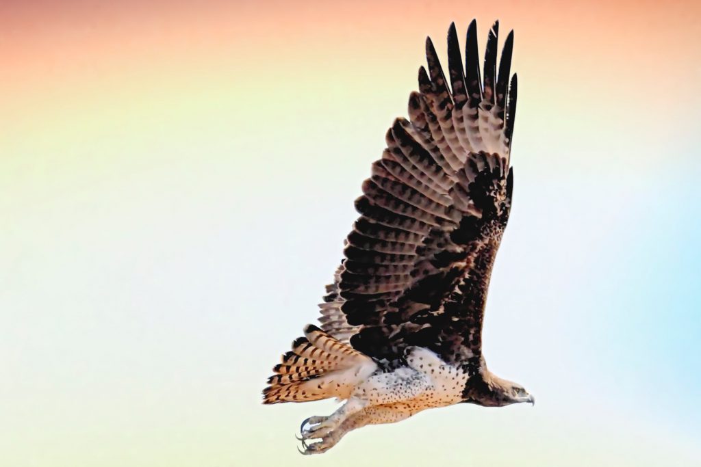 Are You an Outlaster Who Soars?